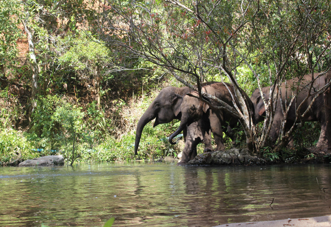 Wildlife Encounters in Malaysian Borneo